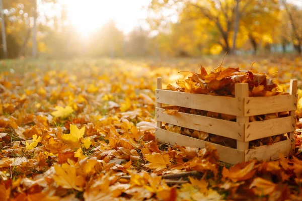 depositphotos_612021692-stock-photo-male-hand-collects-piles-fallen
