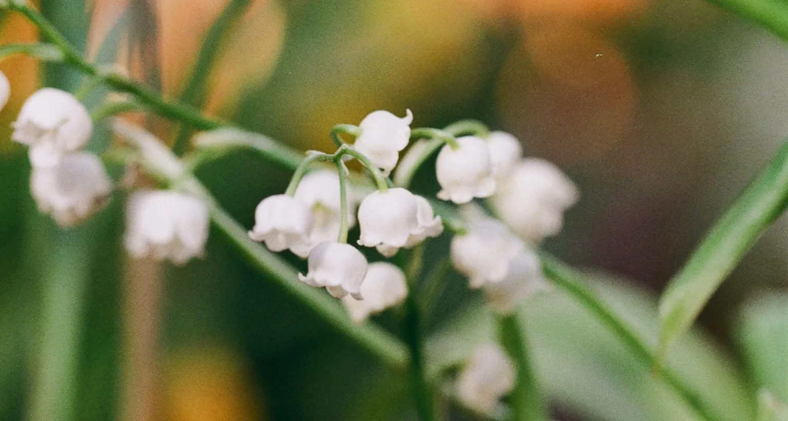 may-1